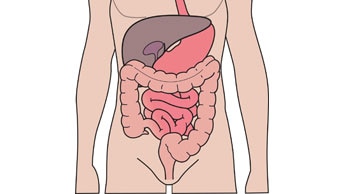 Sistema digestivo e urinário